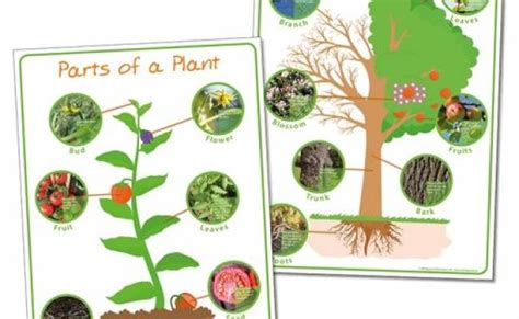 Parts Of A Tree Poster Worksheet Sb10351 Sparklebox Trees For Kids Tree