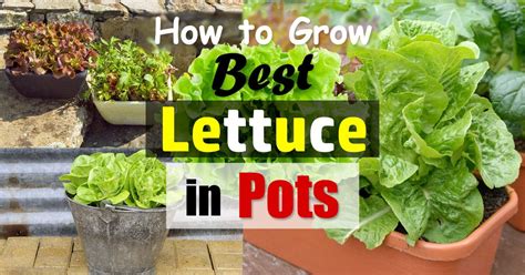 Container gardening is an easy way to grow vegetables, especially when you lack yard space! Growing Lettuce In Containers | How To Grow Lettuce In ...