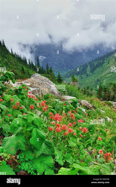 High Alpine Tundra Red Flowers And Heavy Fog In Summer Stock Photo Alamy