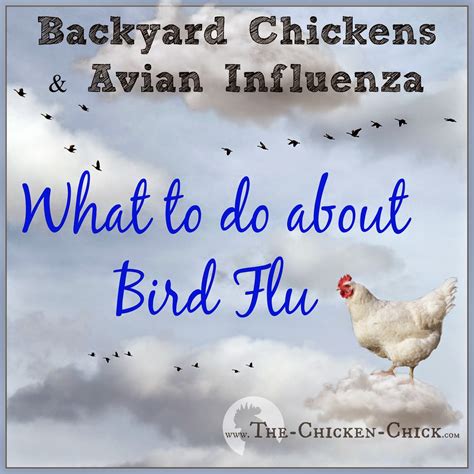 What are the symptoms of avian flu in humans? The Chicken Chick®: Backyard Chickens & Avian Influenza ...