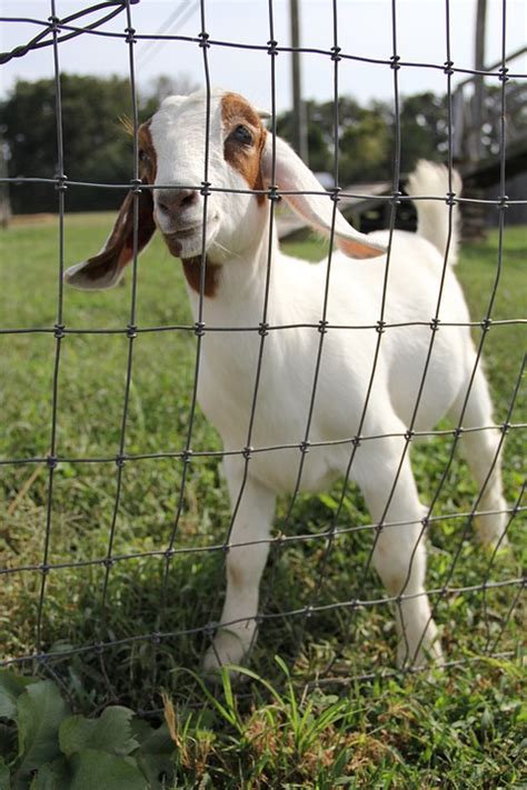 Goat Petting Zoo Farm Free Photo On Pixabay