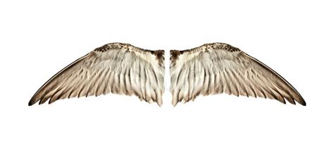 435516 Bird Wings Stock Photos Free And Royalty Free Stock Photos From