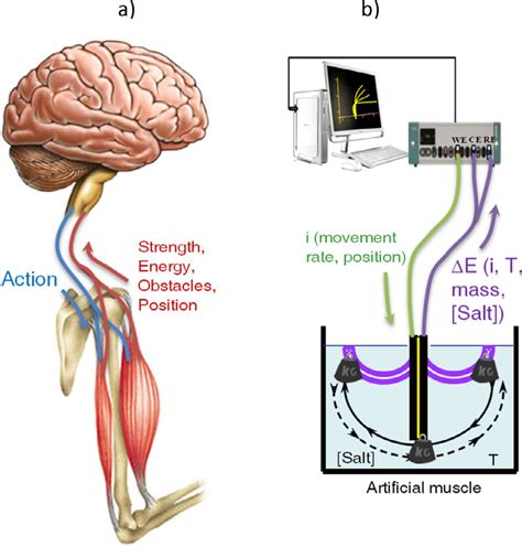 A Natural Muscular System Brain Motor Neuron Bleu Sensory Neuron