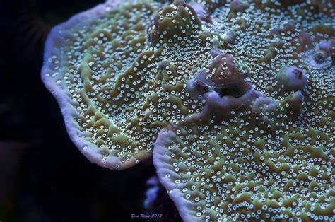 Pin On Aquatics Coral