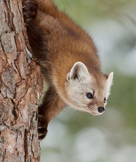 American Pine Marten Photo By Joe Wilson — National Geographic Your