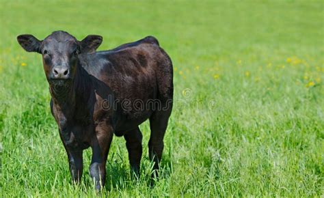 Zwarte Koe En Haar Kalf Op Een Weide Stock Afbeelding Image Of