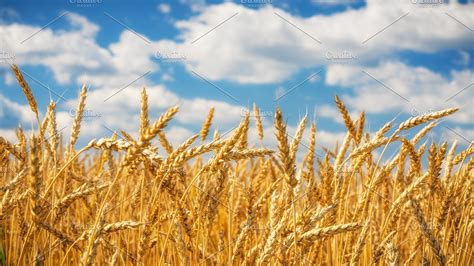 Golden Wheat Field Over Blue Sky At High Quality Nature Stock Photos