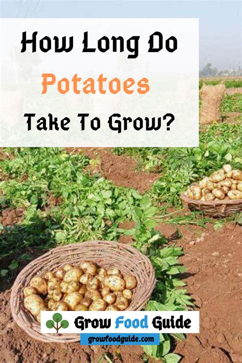 Instead, they grow from small cubes of tubers cut into chunks with at least two potatoes stored at cooler temperatures of about 40 degrees fahrenheit remain dormant, and this is why potatoes require storage in a cool, dry. How Long Do Potatoes Take To Grow#grow #long #potatoes in ...