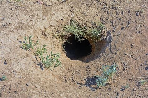What Is Digging Holes In My Garden At Night Australian Guide