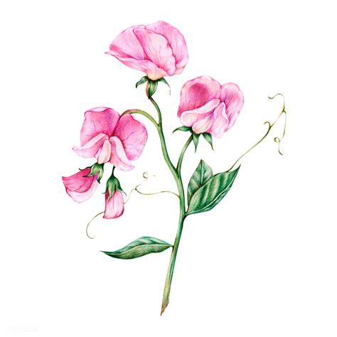 Find & download free graphic resources for watercolor flowers. Pink flowers png | Royalty free stock transparent png ...