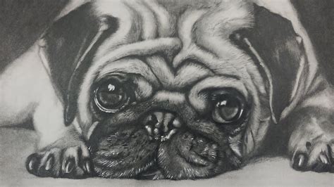 Add a smooth guideline for its tail. Drawing a Pug Puppy Dog - Realistic Art - YouTube | Dog face drawing, Realistic animal drawings ...