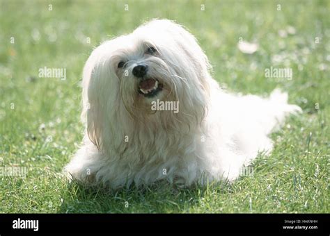 Kleiner Langhaariger Hund Hi Res Stock Photography And Images Alamy