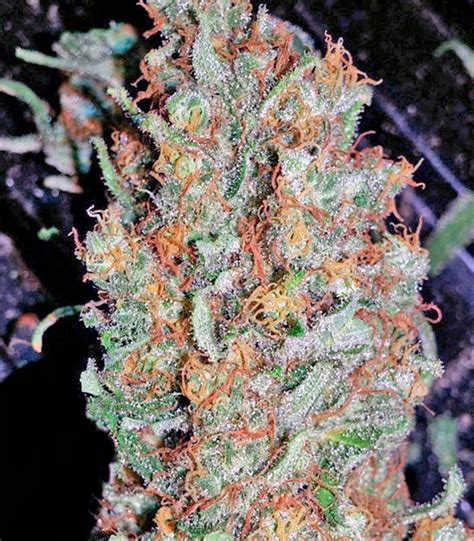 Portuguese pm hints at tighter covid here is some reaction to the changes to the uk's green list from our transport correspondent, gwyn topham. Buy Red Dragon feminized seeds by Barney's Farm - Herbies