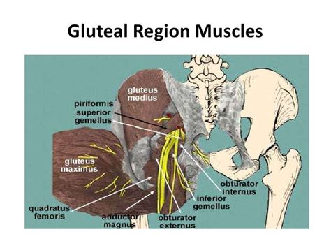 Lower Limb 2 Gluteal Area