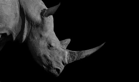 Rhino Horn Consumers Reveal Why A Legal Trade Alone Wont Save Rhinos