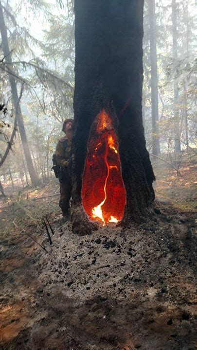 The Fire Inside This Tree Has Been Burning For Five Days Nature