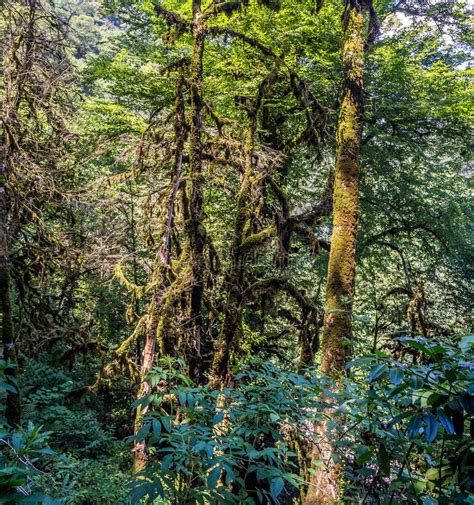 Green Rain Forest Stock Photo Image Of Mountain Olympia 98332522