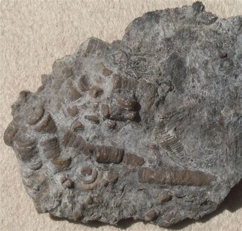 Fossils Crinoids