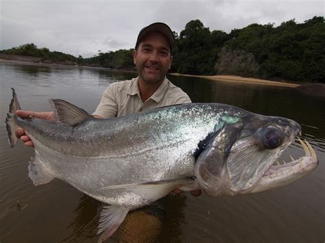 Vampire Fish Amazon River Monsters Isharenewss