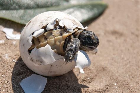How Long Does It Take For Turtle Eggs To Hatch Different Species