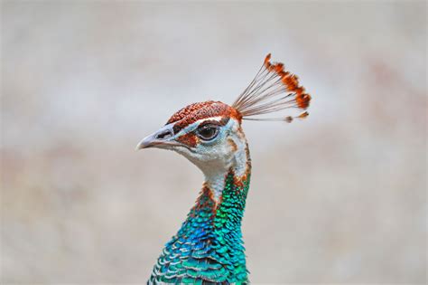 12 Colorful Peacock Facts