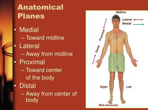 Ppt Anatomy And Physiology For The Emt Basic Powerpoint Presentation