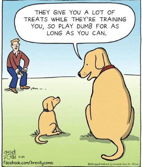 Pin By Alicia On Four Legged Angels Silly Dogs Best Dog Training