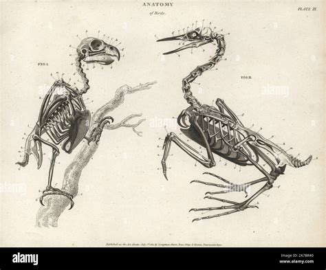 Skeleton Bird Drawing Hi Res Stock Photography And Images Alamy
