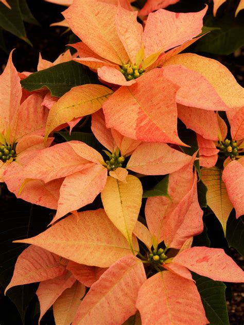 What To Do With Poinsettias After Christmas Monthly Care