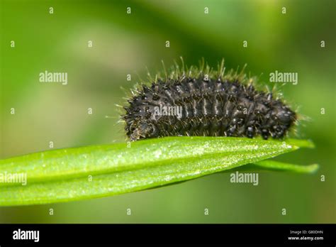 Little Black Caterpillar Crawling On A Green Grass Stock Photo Alamy