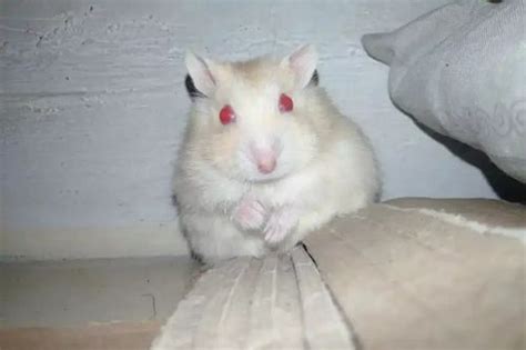 We did not find results for: Apa Saja Warna Mata Hamster? Apakah Selalu Hitam? | Si ...