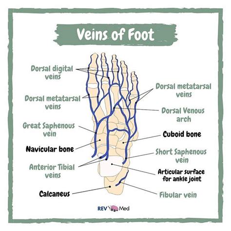 Veins Of Foot Great Saphenous Vein Surface Veins Foot Anatomy