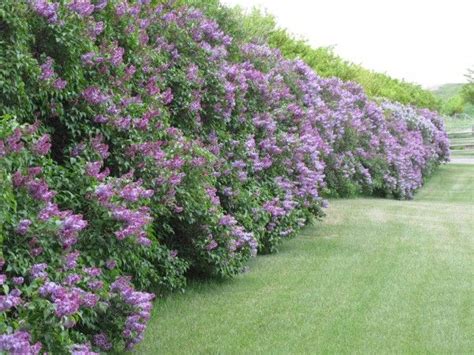 Fast Growing Flowering Hedges Feb 22nd Windbreaks A Hedge Above The