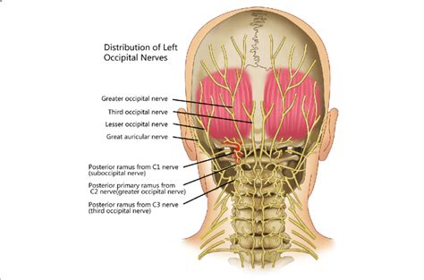 The Suboccipital Nerve Is The Dorsal Primary Ramus Of The First