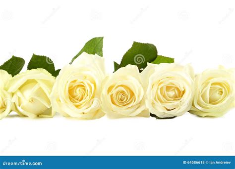 White Roses Stock Photo Image Of Aroma Closeup Beige 64586618