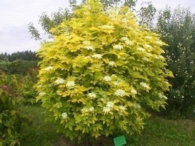 Бузина черная Sambucus nigra Aurea фото описание уход купить