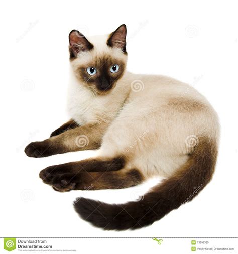 Gatto Siamese Immagine Stock Immagine Di Bimbo Giocoso