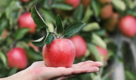 Apple Tree Varieties 🍎 Over 40 Types Of Apple Trees