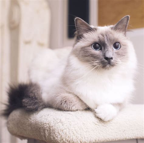 The Best Cat Breeds Siamese Persians And More