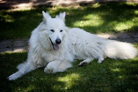 Are White German Shepherds Purebred Myths Vs Reality World Of Dogz