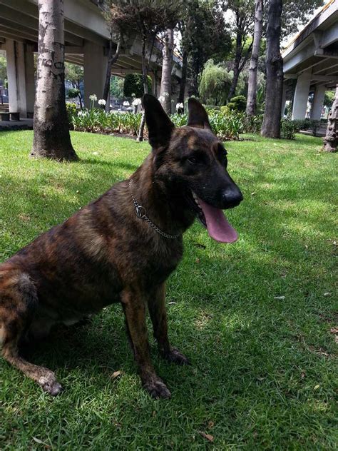 Pastor Holandes Para Cruza Chester - $ 1,000.00 en Mercado Libre