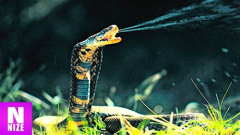 Über 270 verschiedene arten von kobras sind der wissenschaft bekannt. Die 10 Giftigsten Schlangen der Welt - YouTube