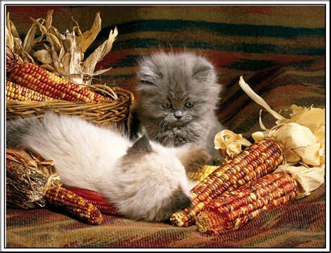 We did not find results for: Thanksgiving Cats And Kittens - Cats vs Cancer