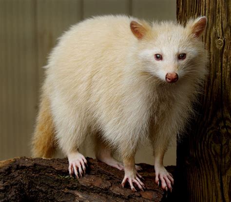 Seltene Albino Waschbär Haustiere Waschbär Haustier Tiere Wild