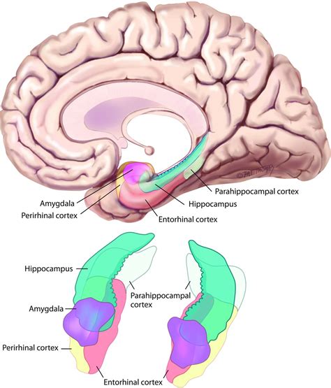 Memory Part 2 The Role Of The Medial Temporal Lobe