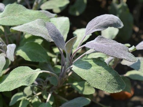Indoor Plants That Repel Mosquitoes Philippines - 11 effective plants to have for a dengue-free home