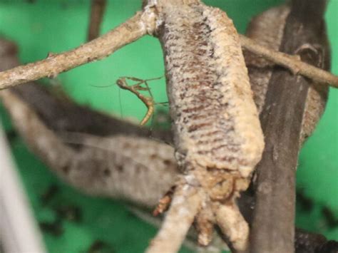 Praying Mantis Parasite Dfw Urban Wildlife