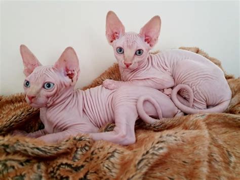 Sphynx Sphynx Kittens Available Cats For Sale Price