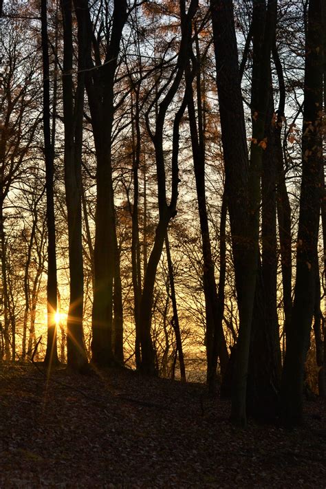 Free Stock Photo Of Evening Sky Forest Sunset