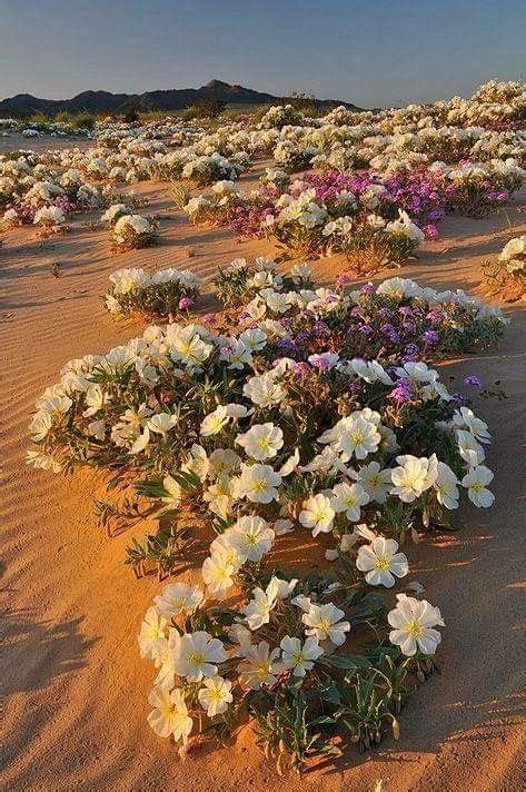 Flores En El Desierto De Israel Desert Flowers Beautiful Nature Nature